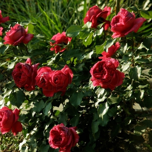 Intenzivan miris ruže - Ruža - Ruban Rouge® - 